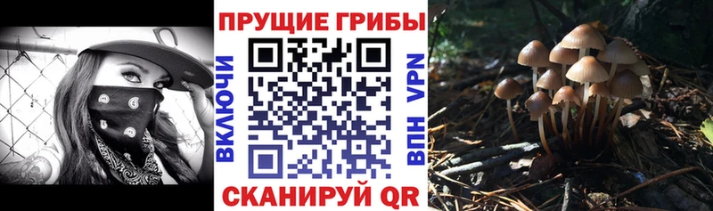 Псилоцибиновые грибы Cubensis  Семикаракорск 